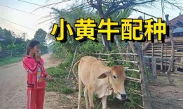 永康爆料牛姑娘被打视频,真相与反思